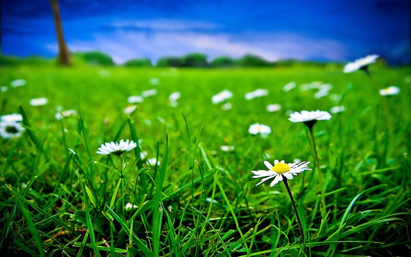 Daisies in a Grassy Field — Green, Serene
