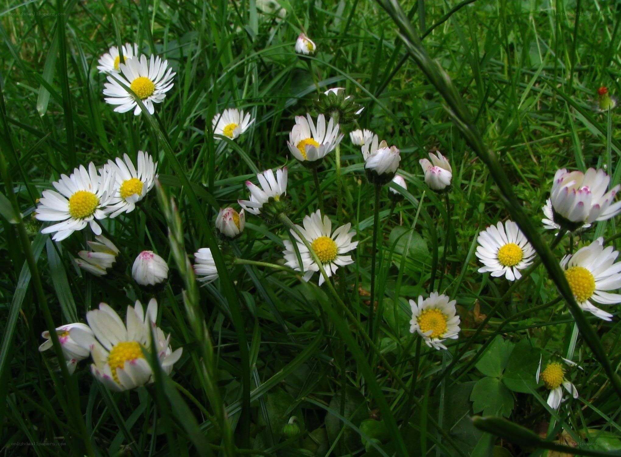 Daisies in a grassy field
