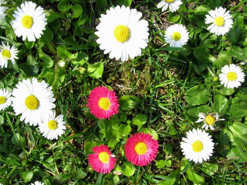 Daisies in a grassy patch