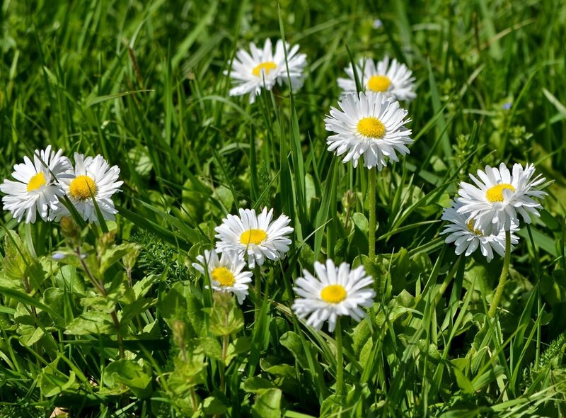 Daisies in a green field
