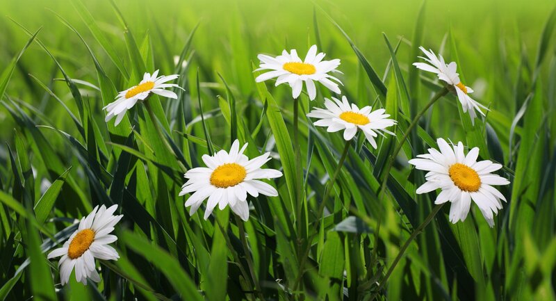 Daisies in a green field