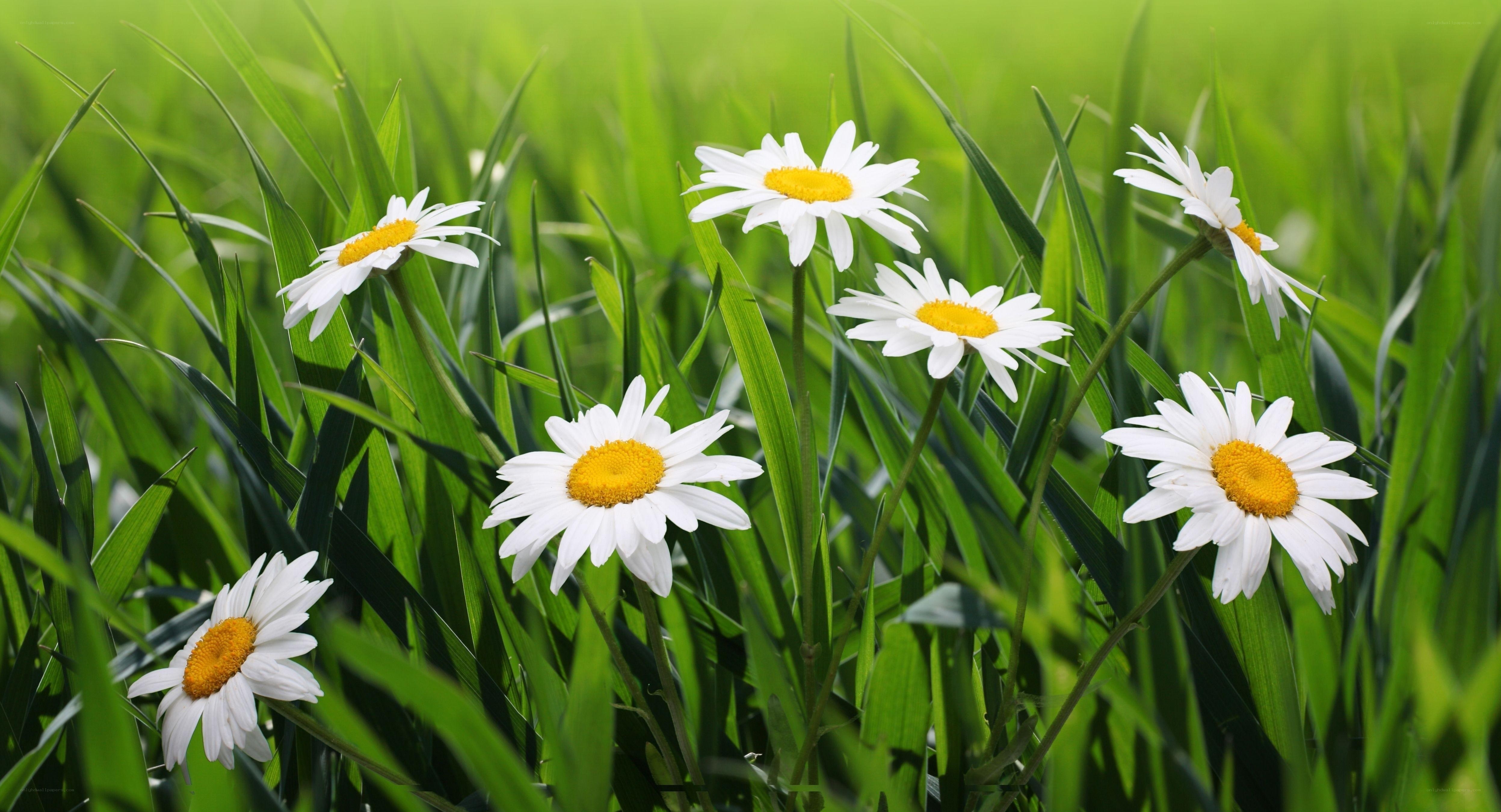 Daisies in a green field