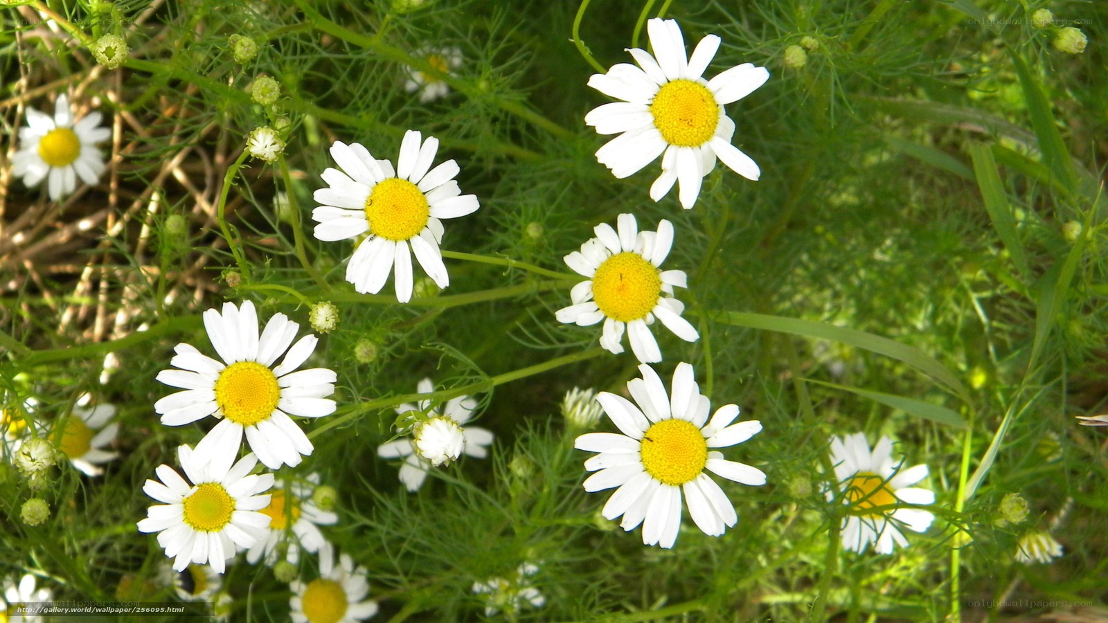 daisies in a green field
