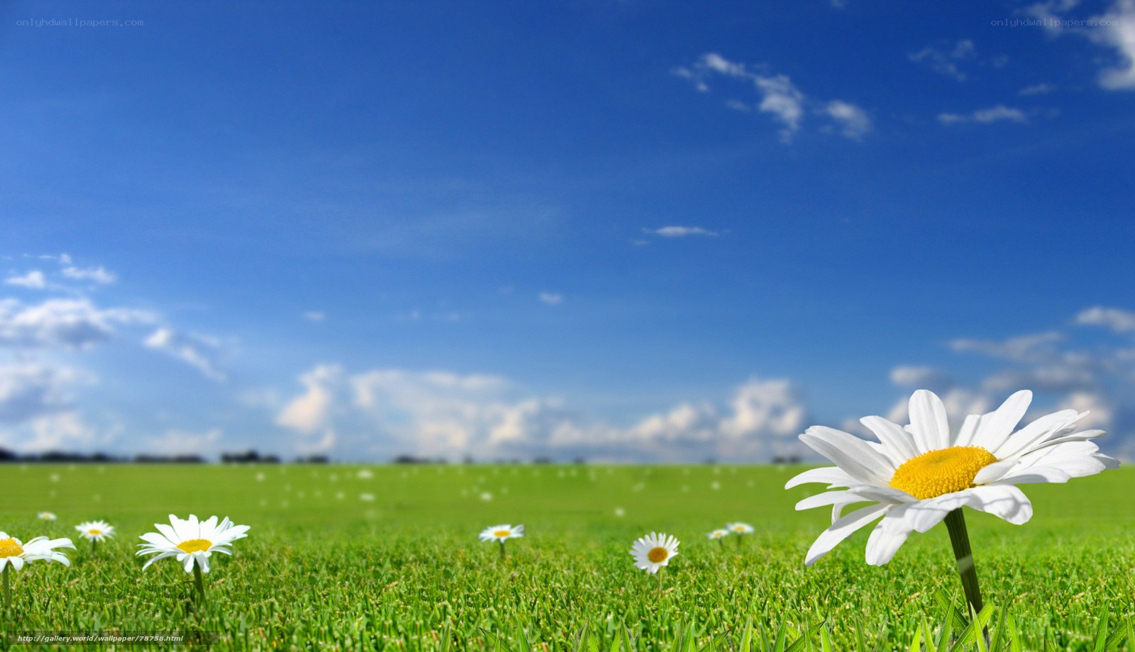 Daisies in a green field