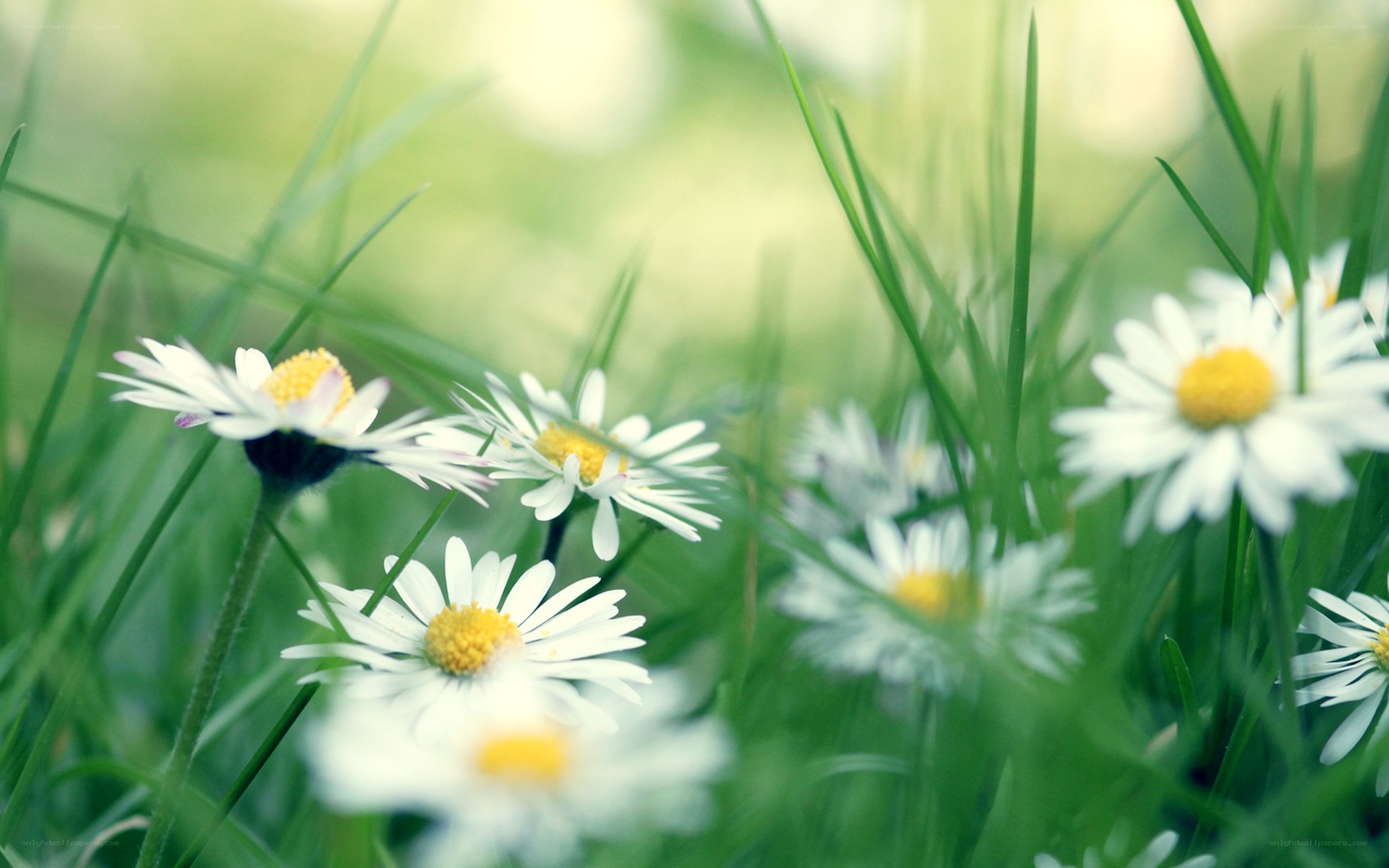 Daisies in a green field