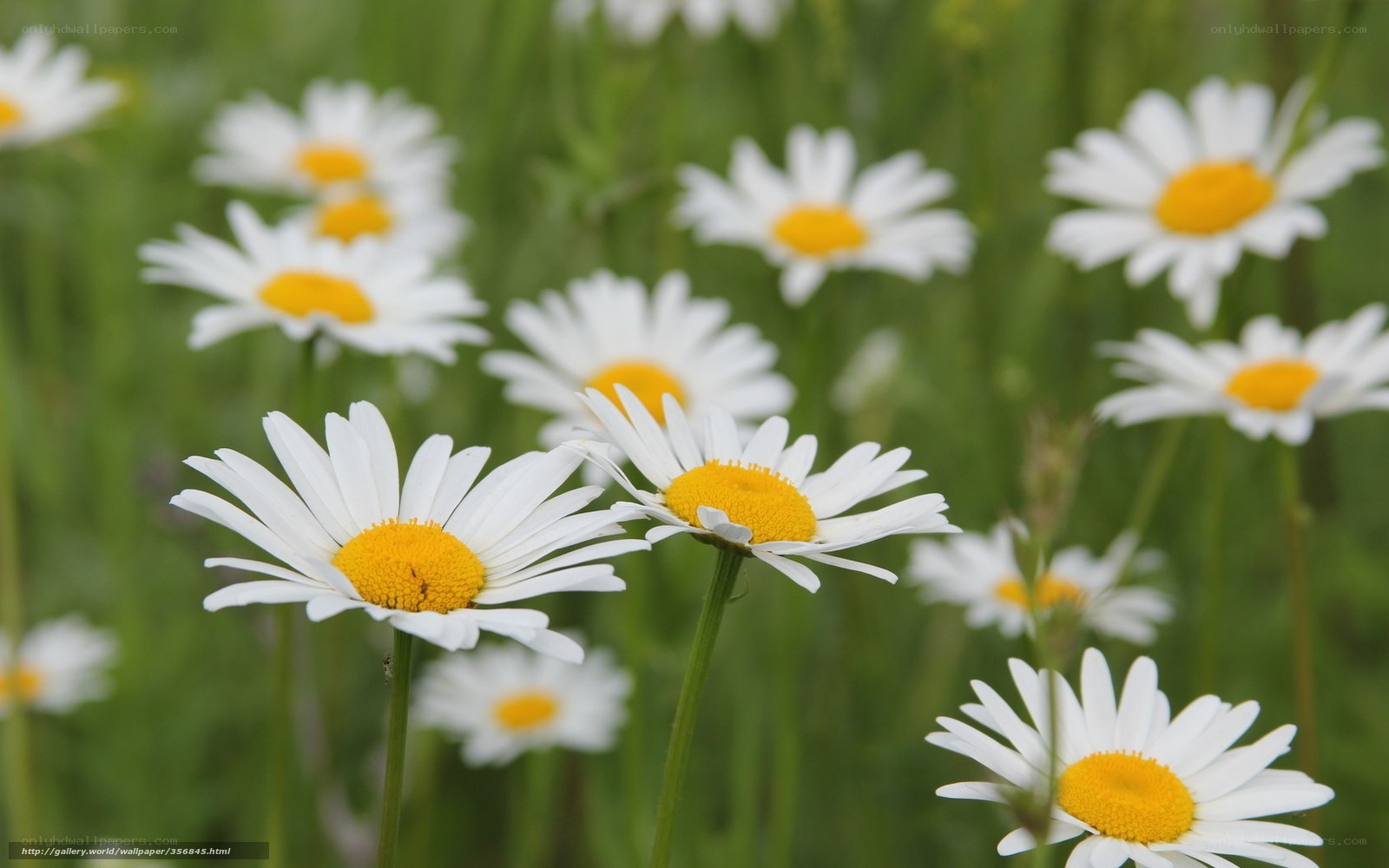 Daisies in a green field