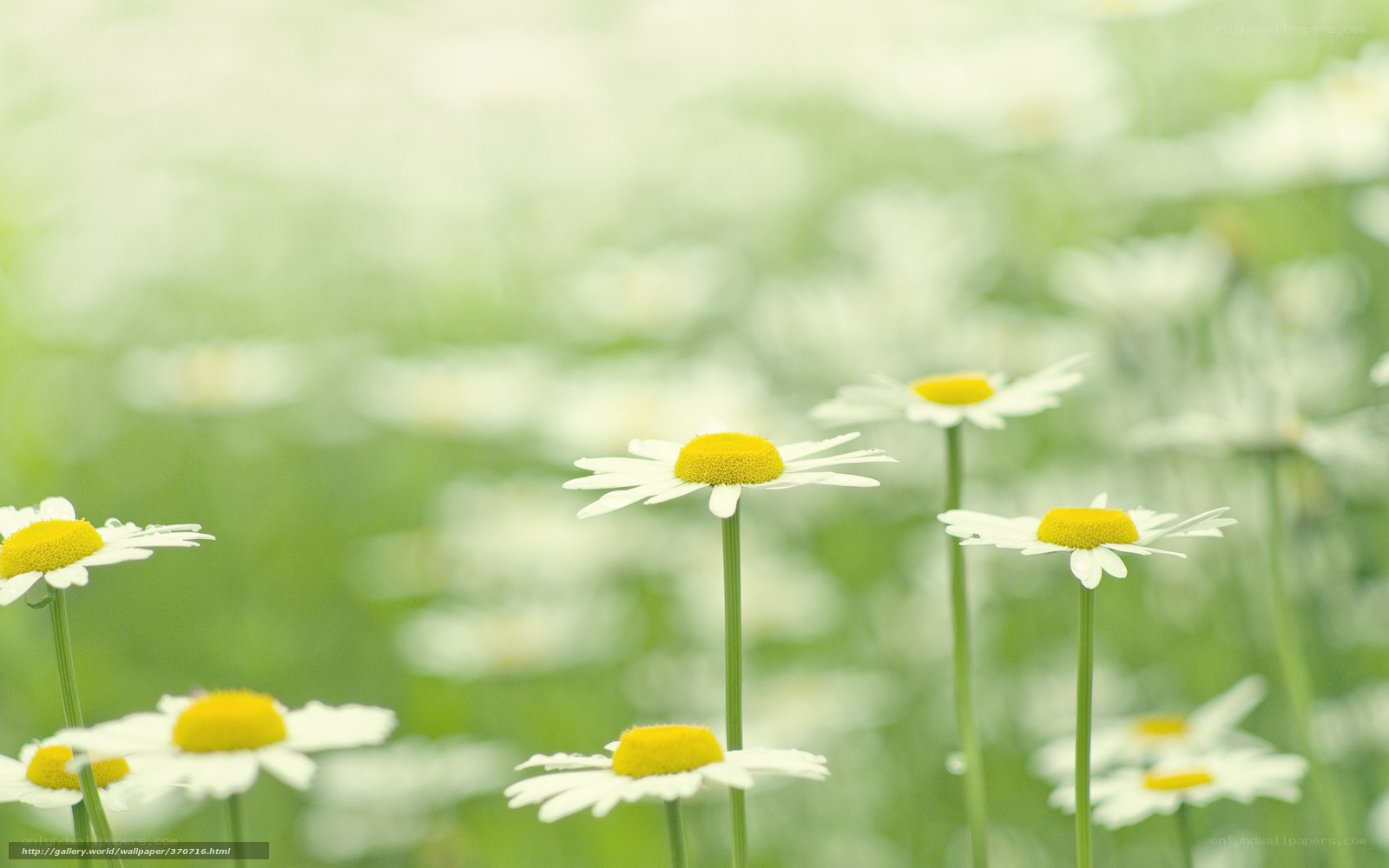 Daisies in a green field
