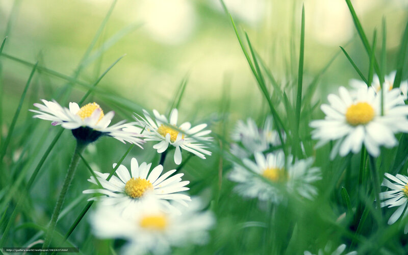 Daisies in a green field