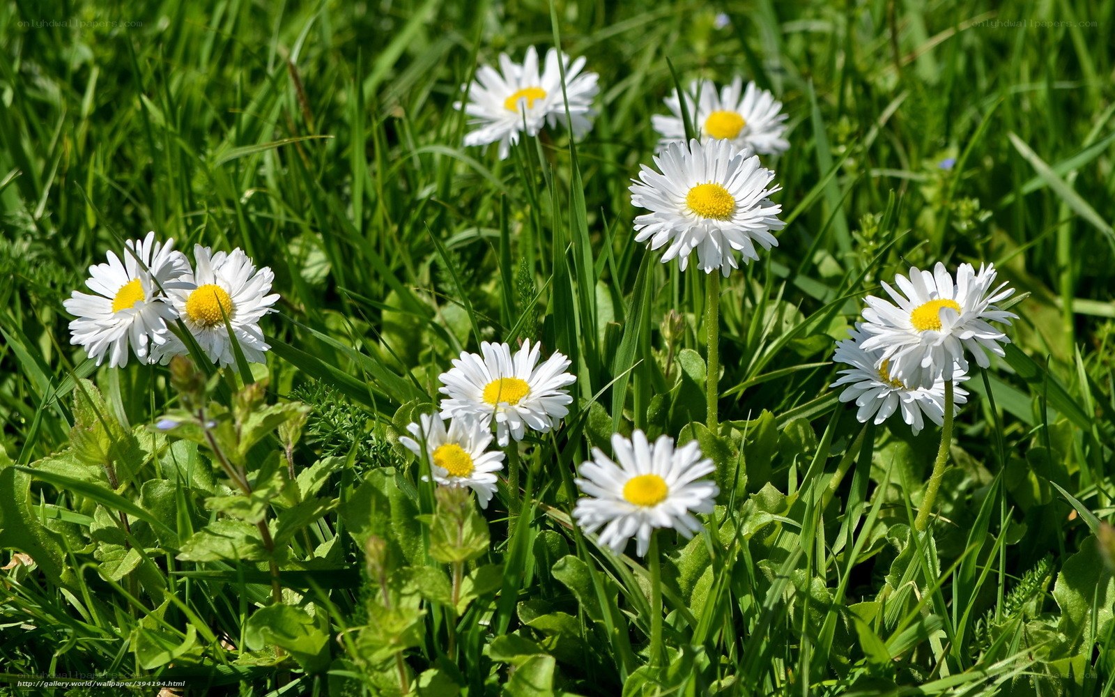Daisies in a green field