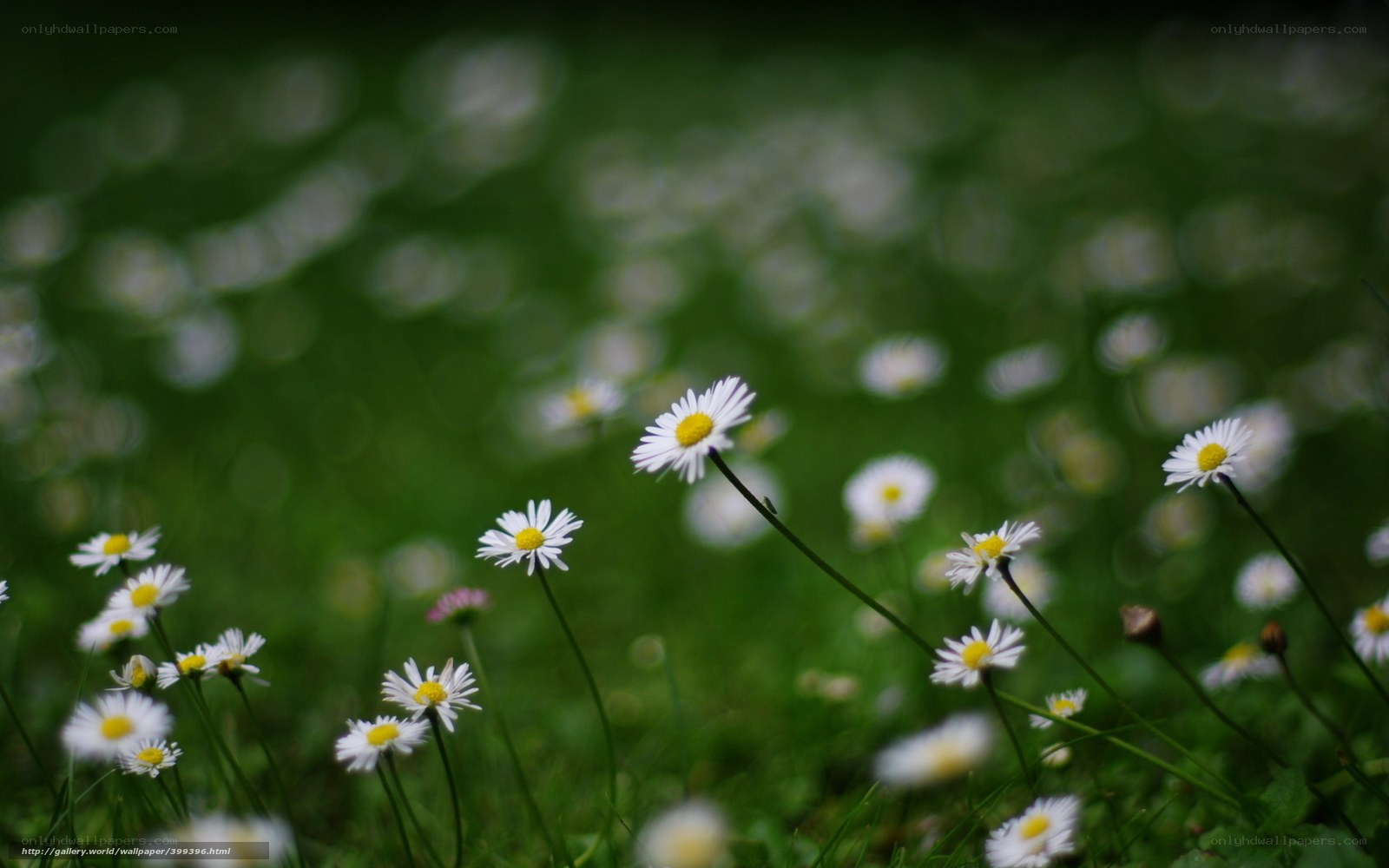 Daisies in a green field