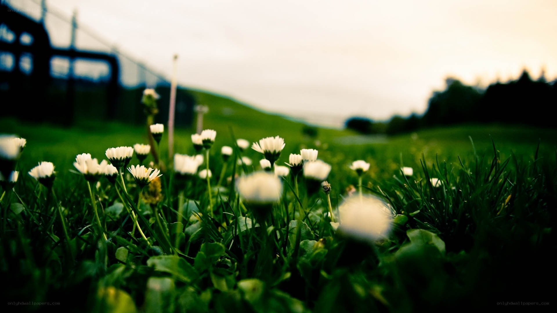 daisies in a green field