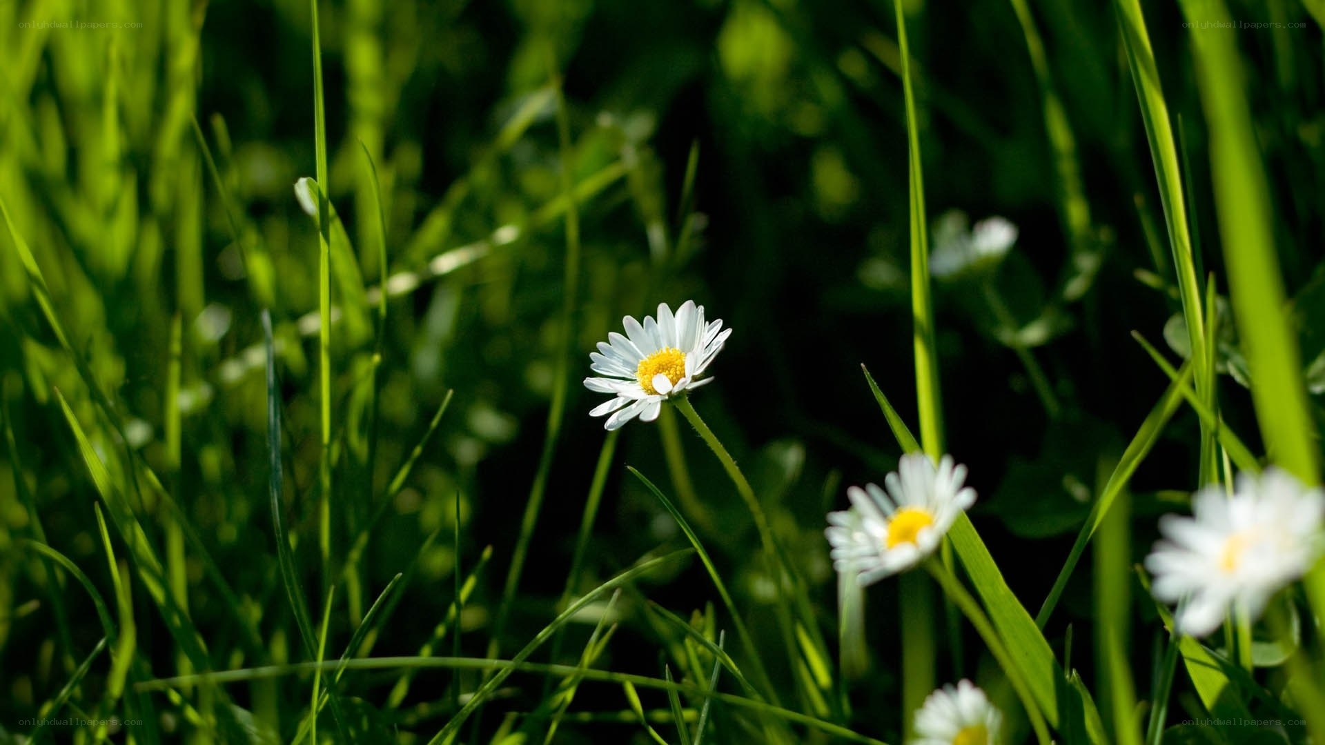 Daisies in a green field