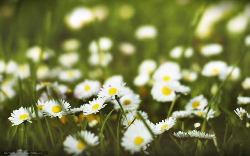 Daisies in a green field
