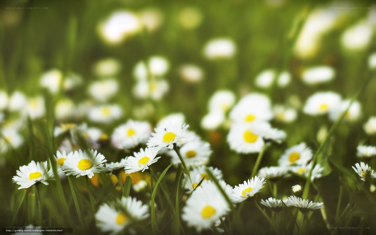 Daisies in a green field