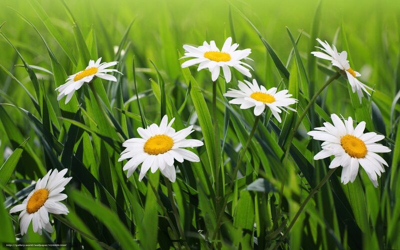 Daisies in a green field