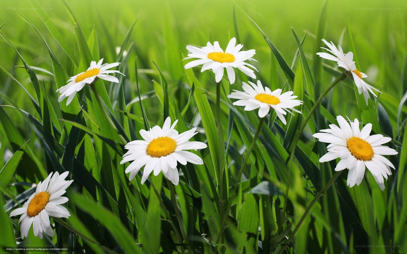 Daisies in a green field
