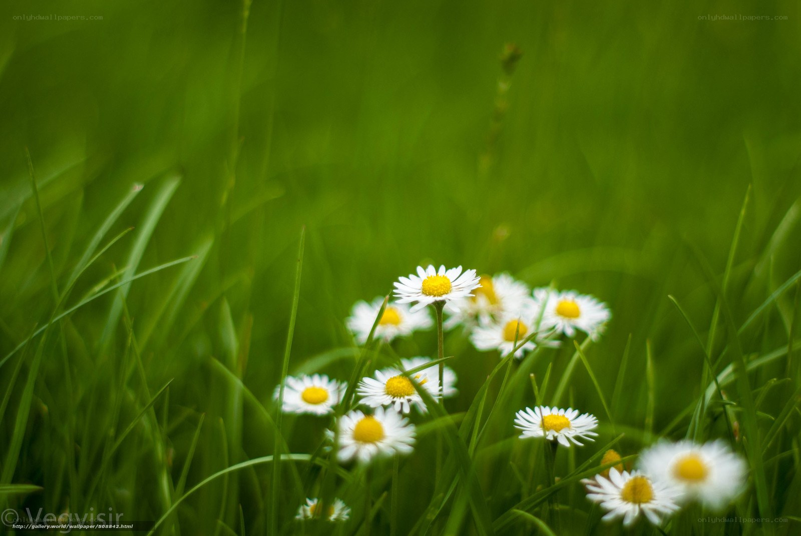 Daisies in a green field