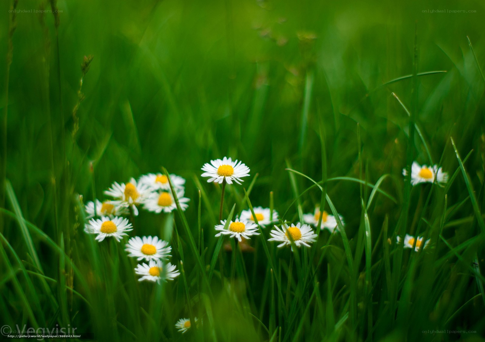Daisies in a green field