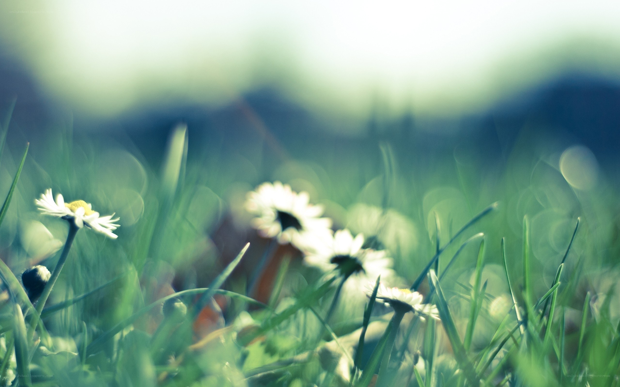 Daisies in a green field