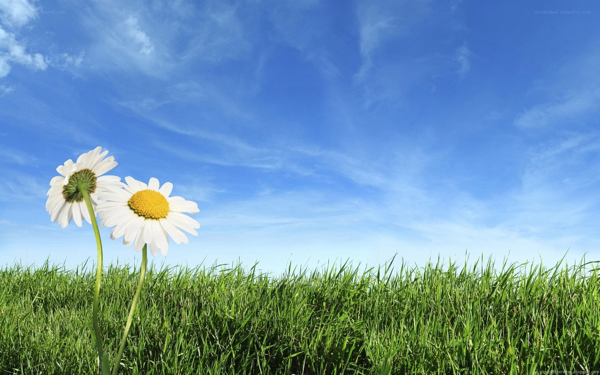 Daisies in a green field