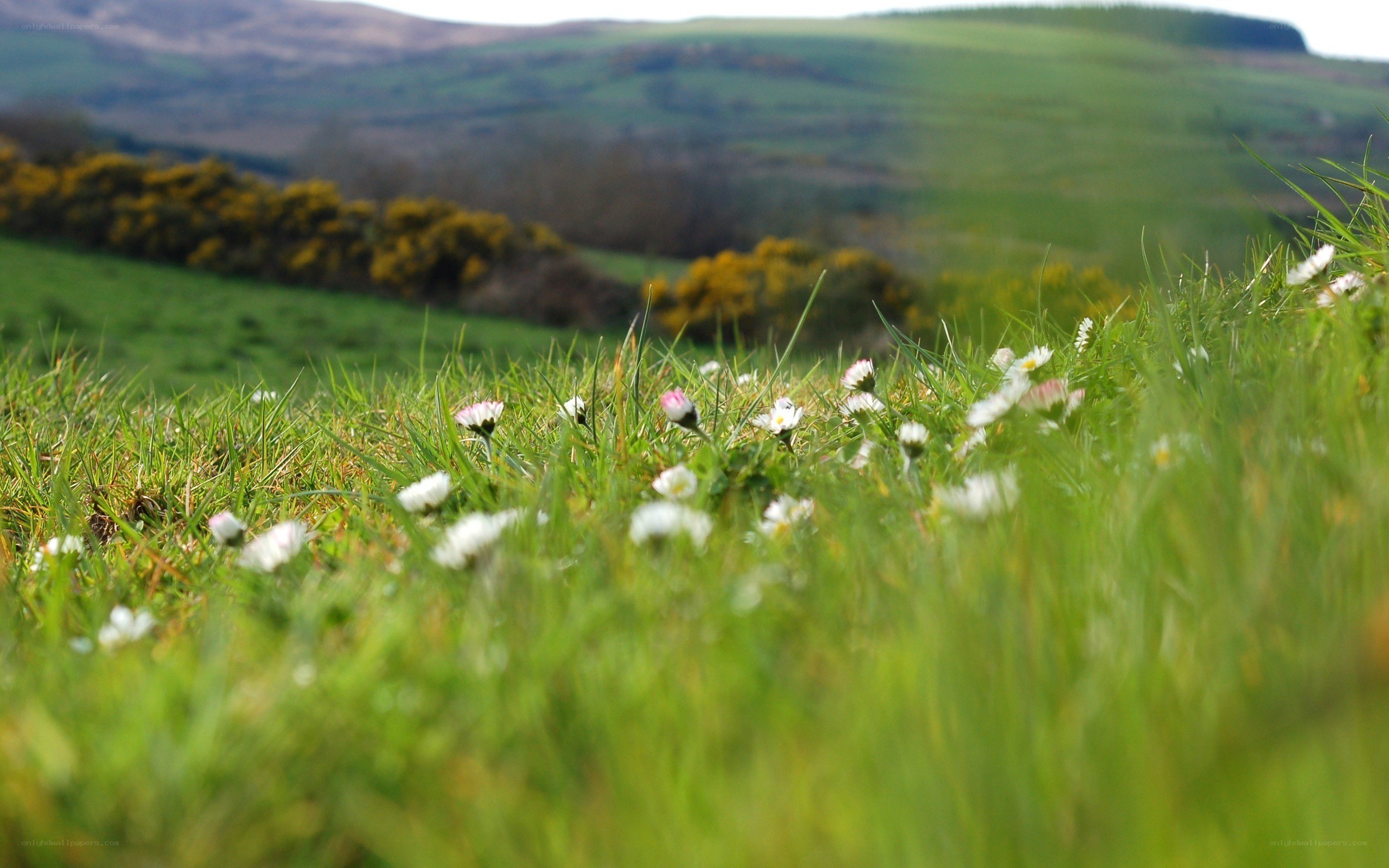 Daisies in a green field