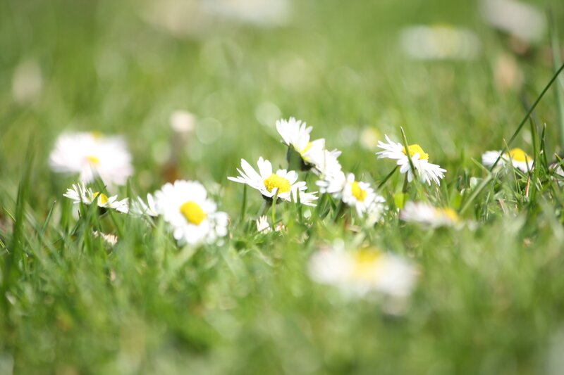 Daisies in a green field