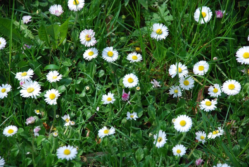 Daisies in a green field