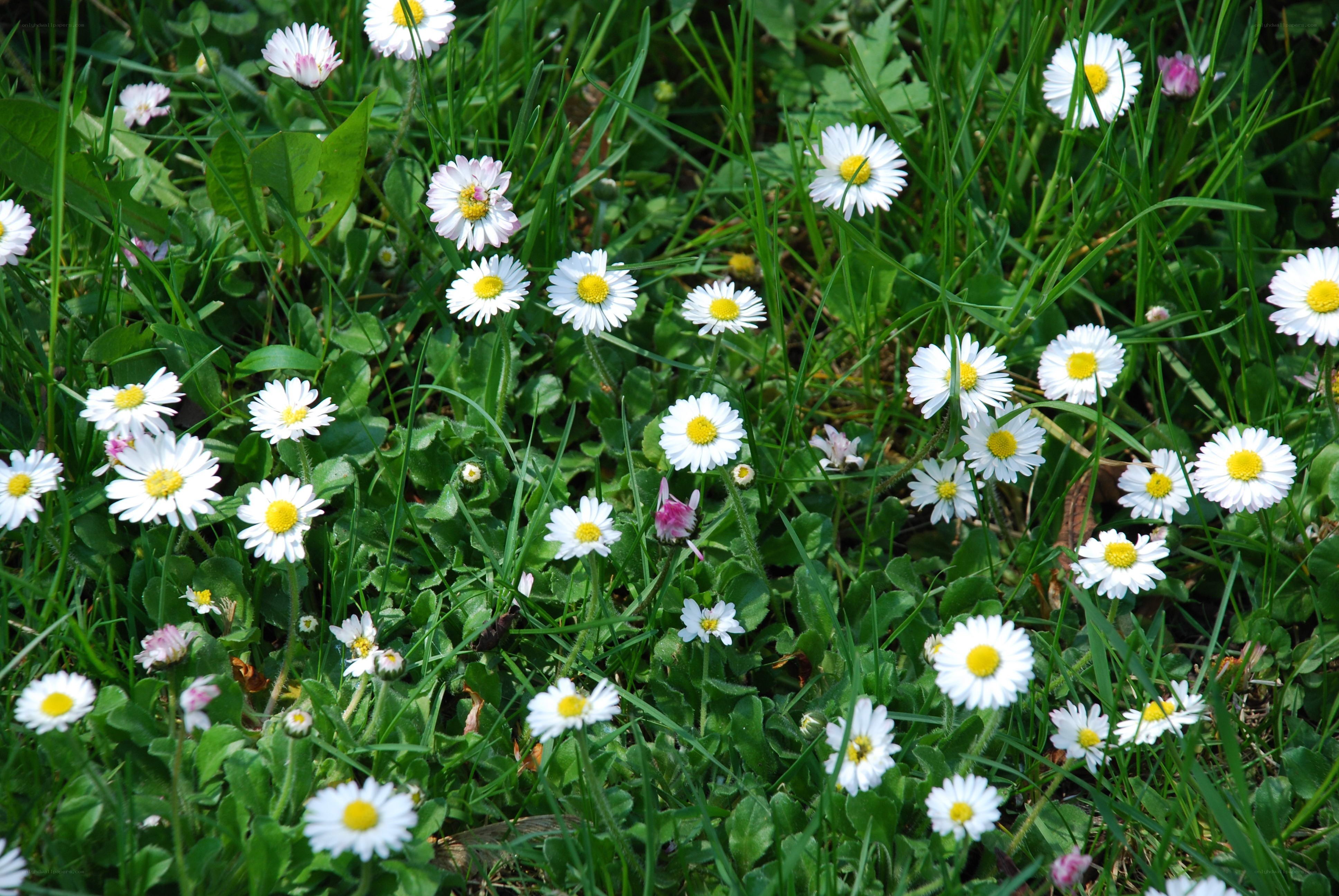 Daisies in a green field