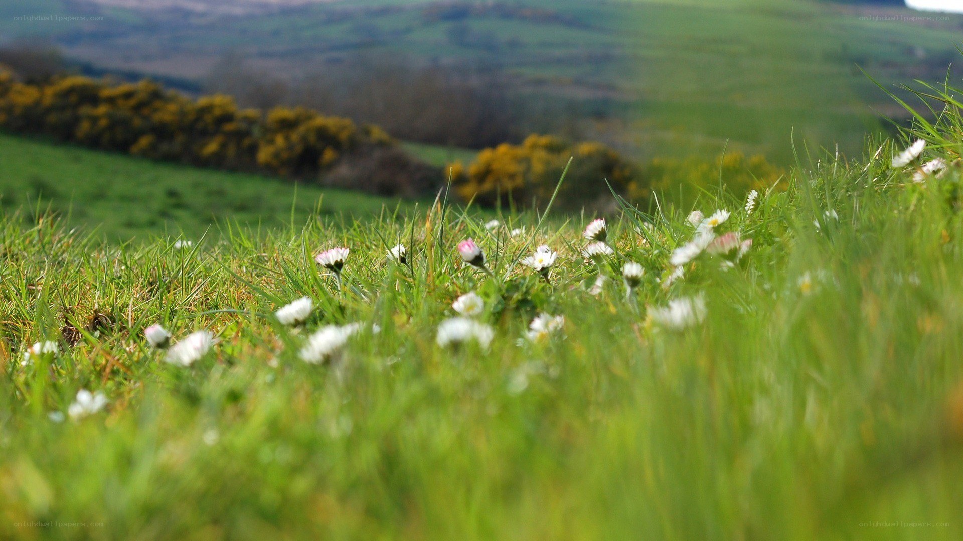 Daisies in a green field