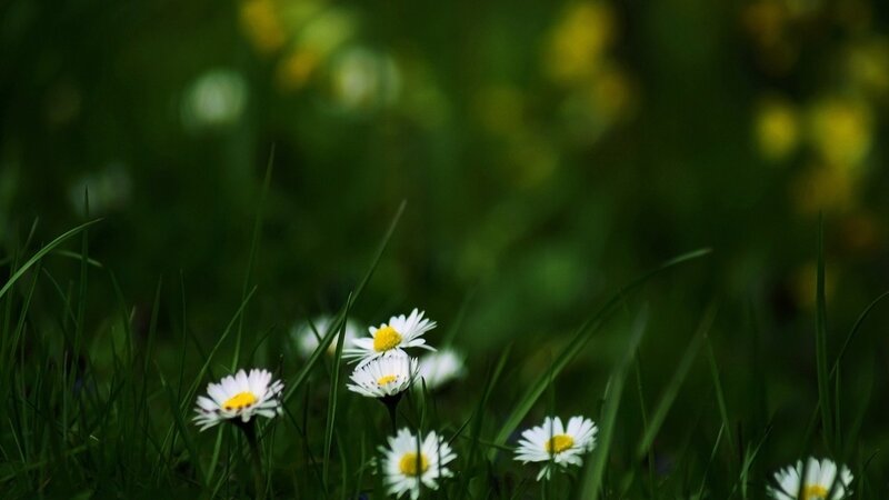 Daisies in a green field