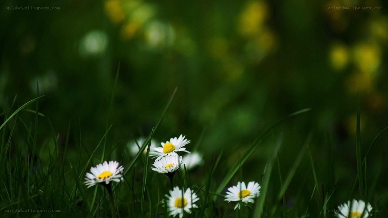 Daisies in a green field