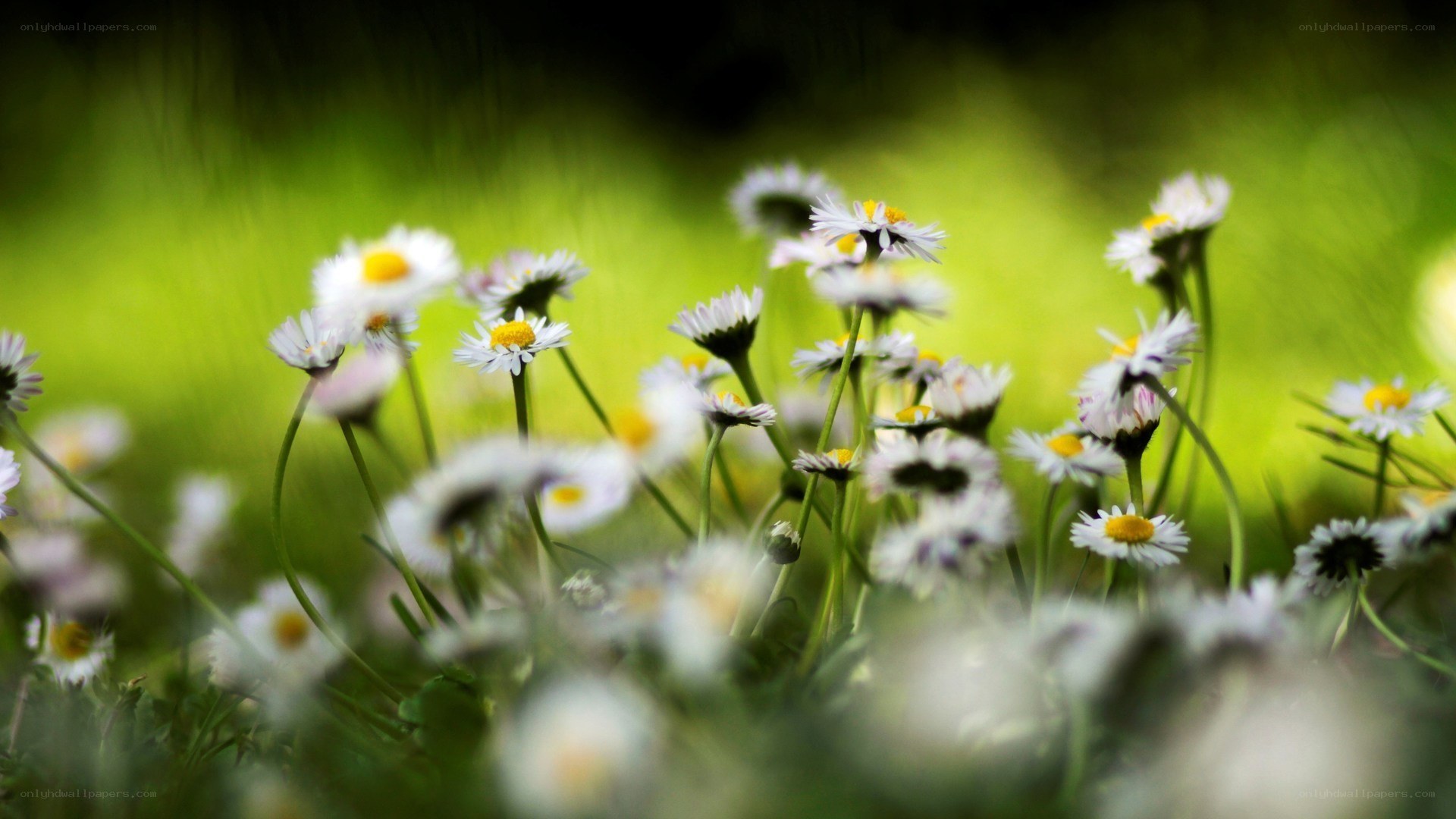 Daisies in a green field