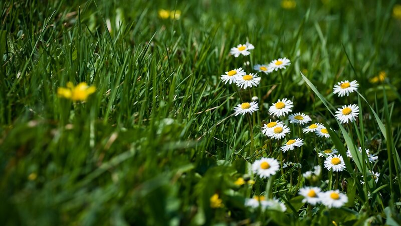 Daisies in a green field