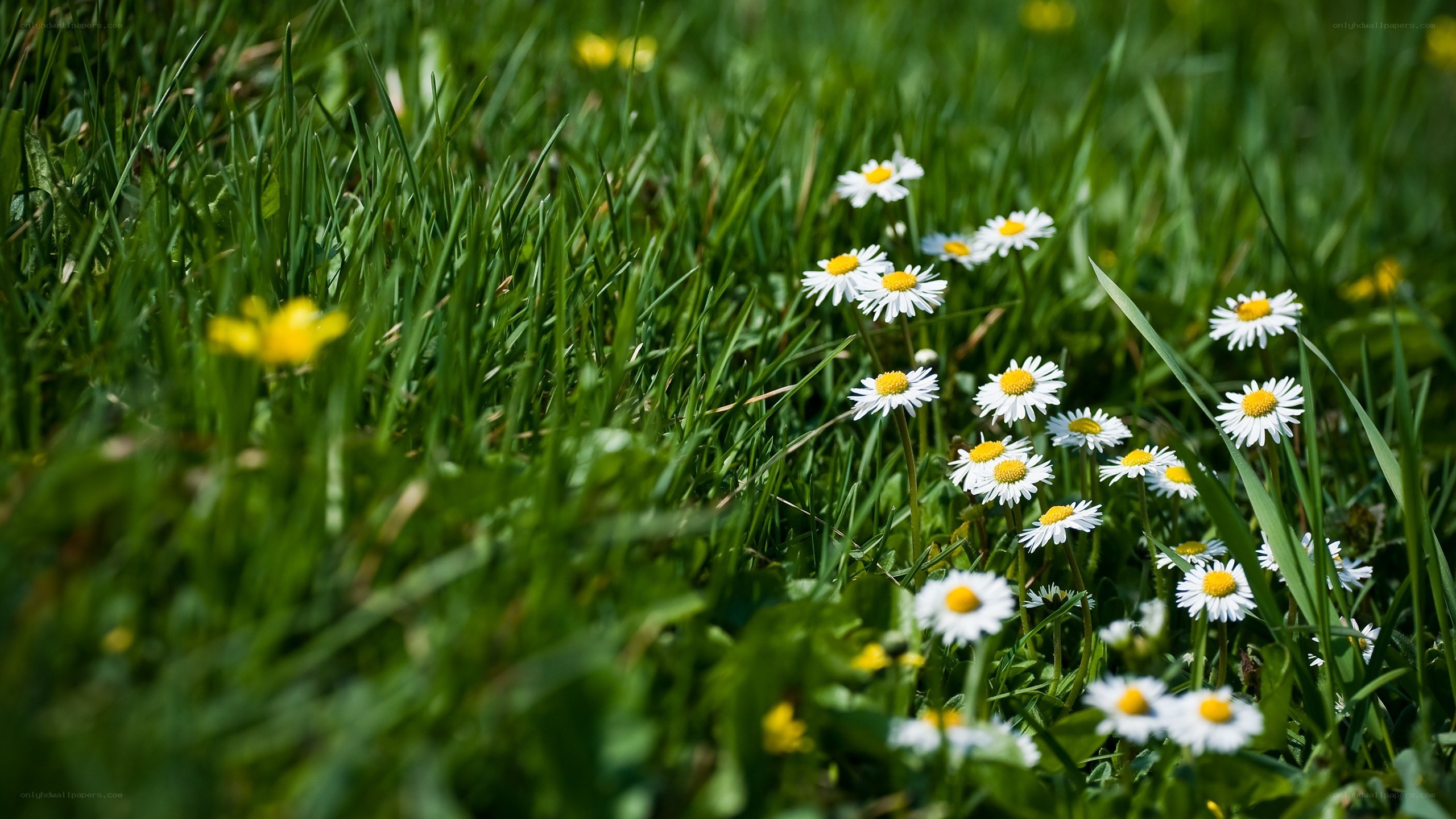 Daisies in a green field