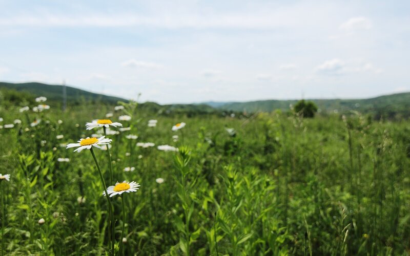 Daisies in a green field