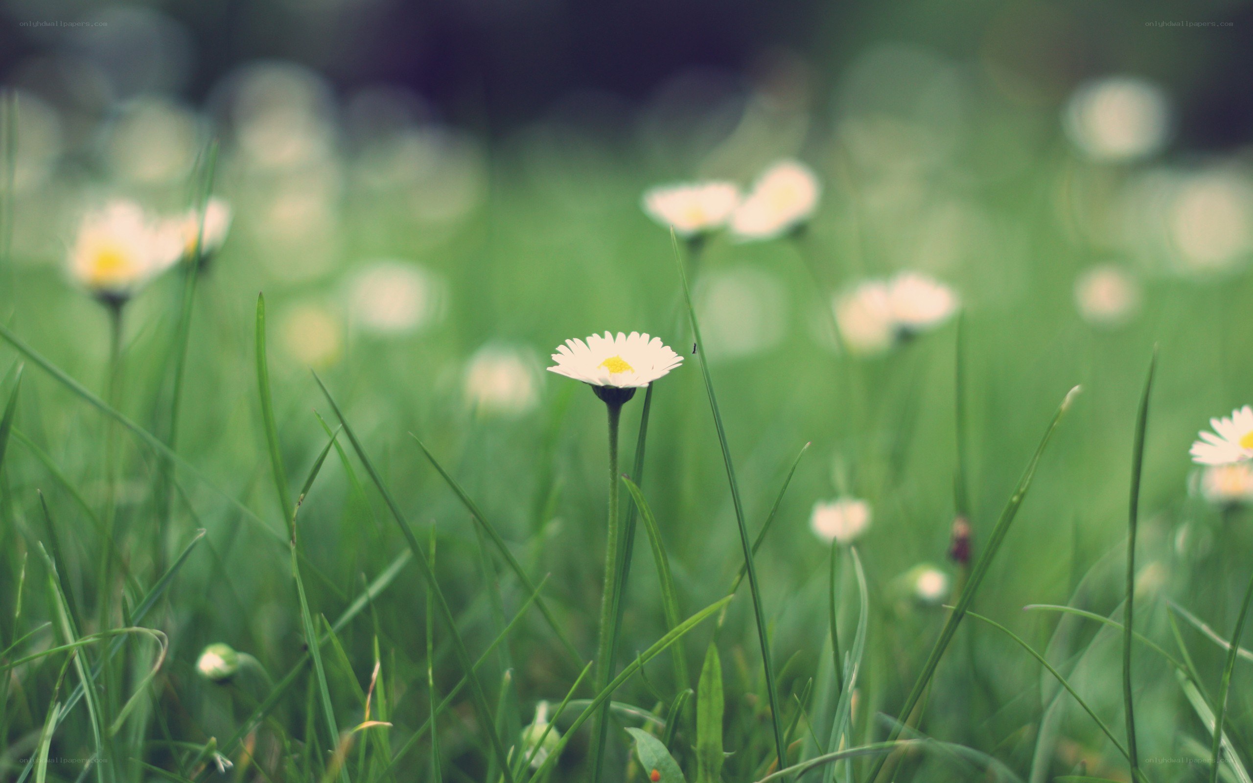 Daisies in a green field