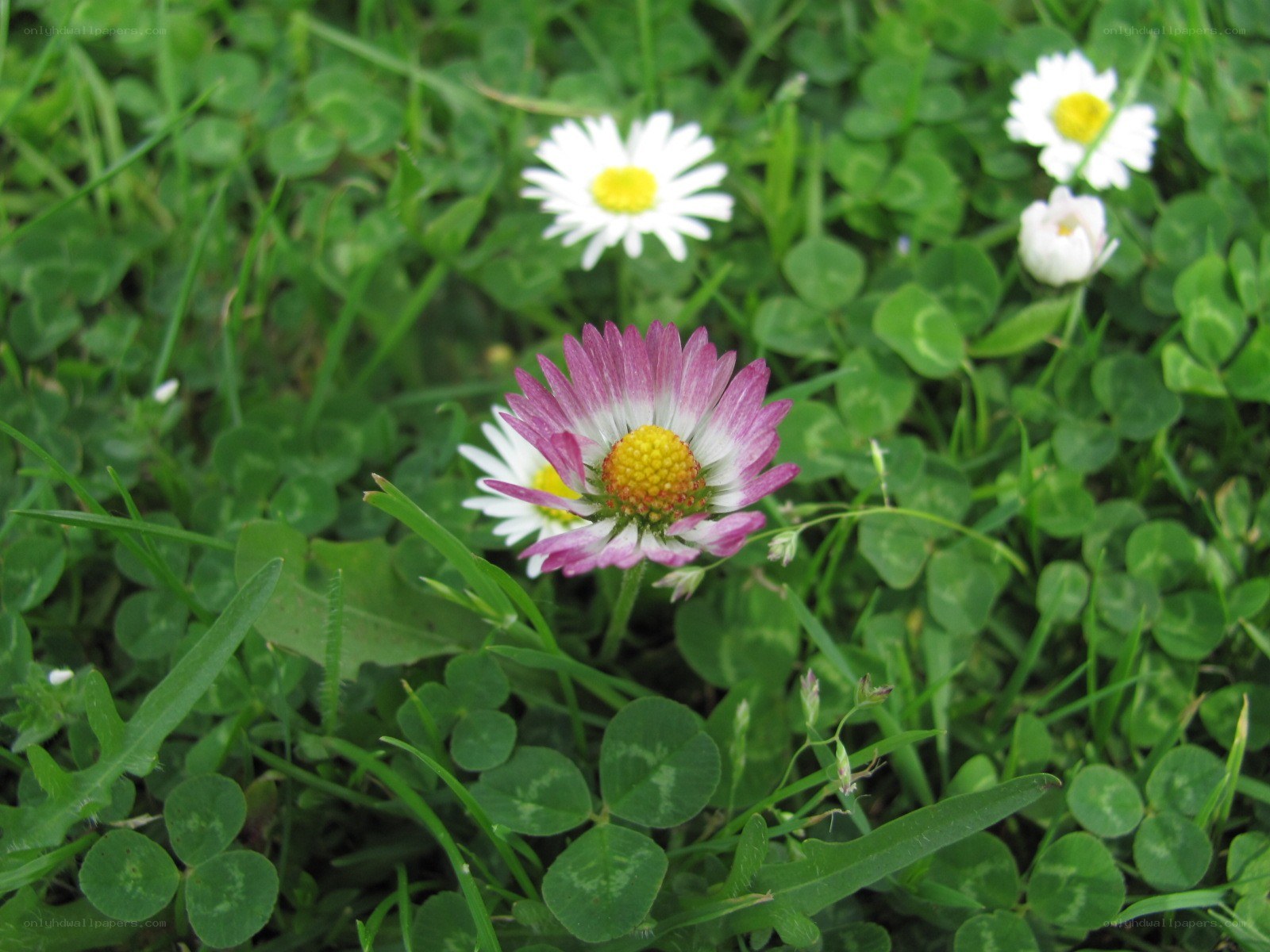Daisies in a green field