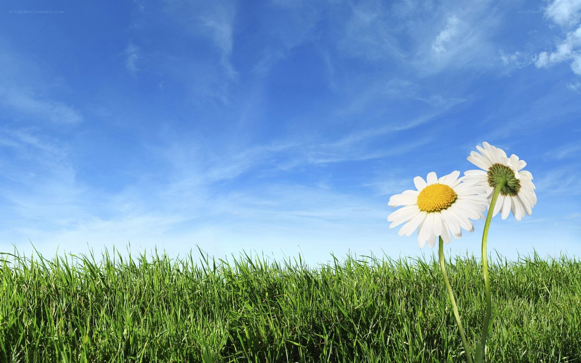 Daisies in a green field
