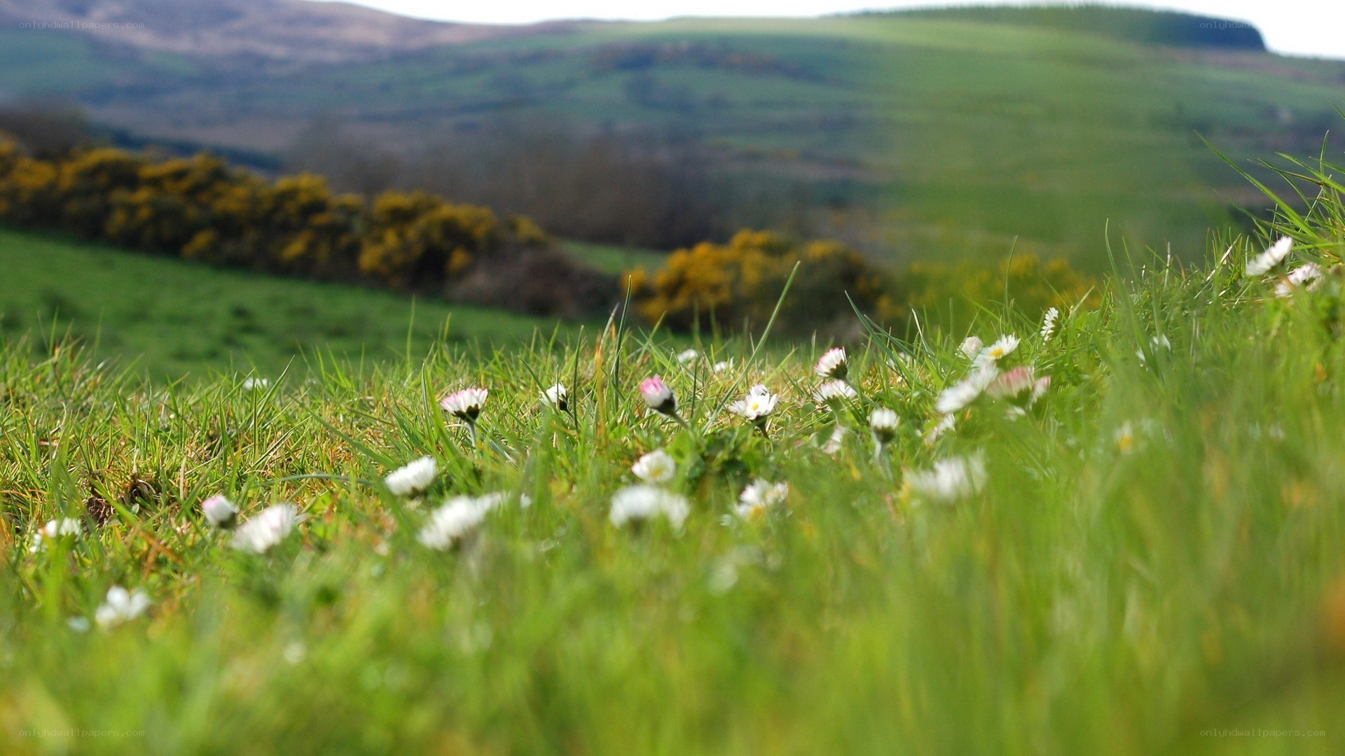 daisies in a green field