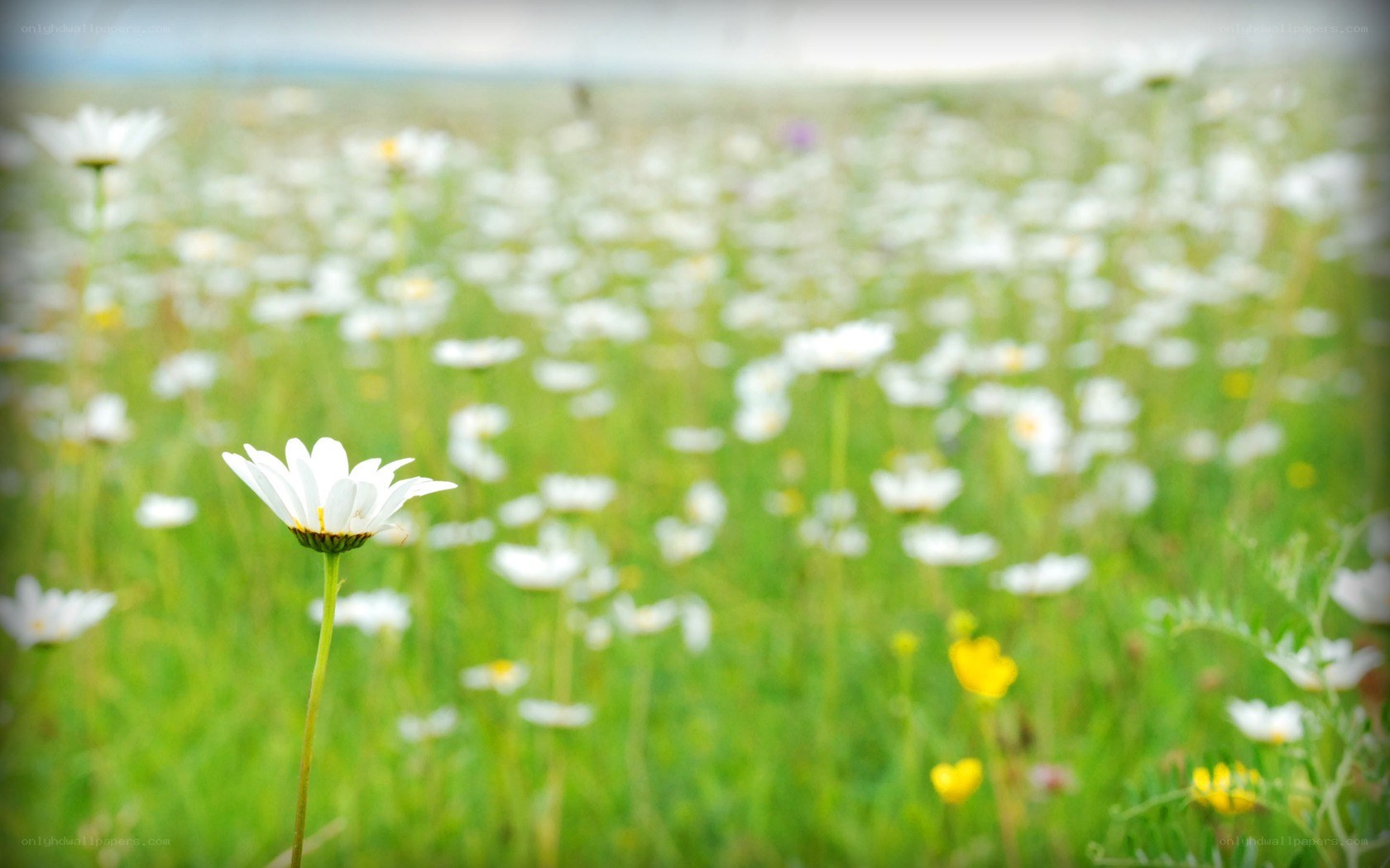 Daisies in a green field