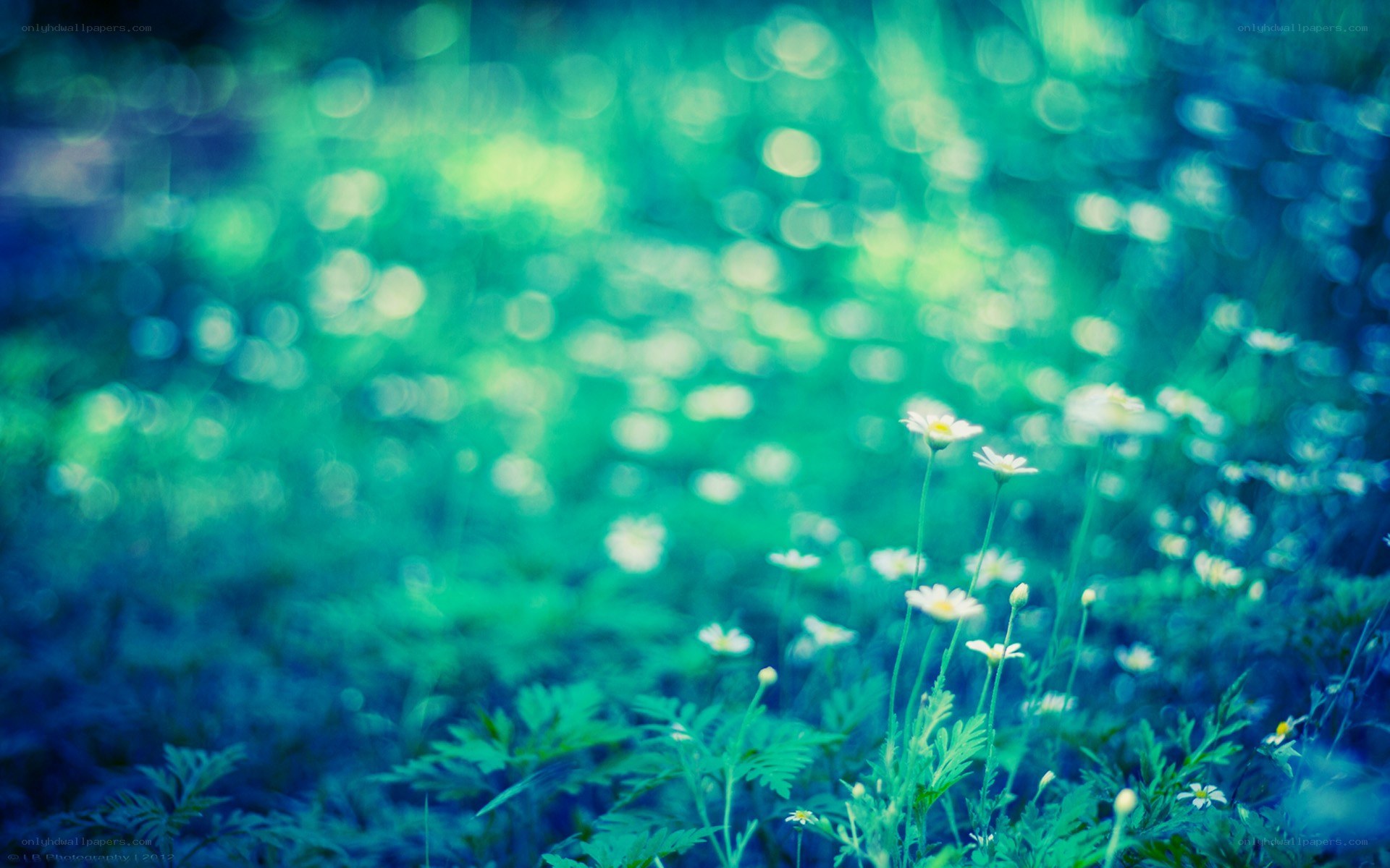 daisies in a green field