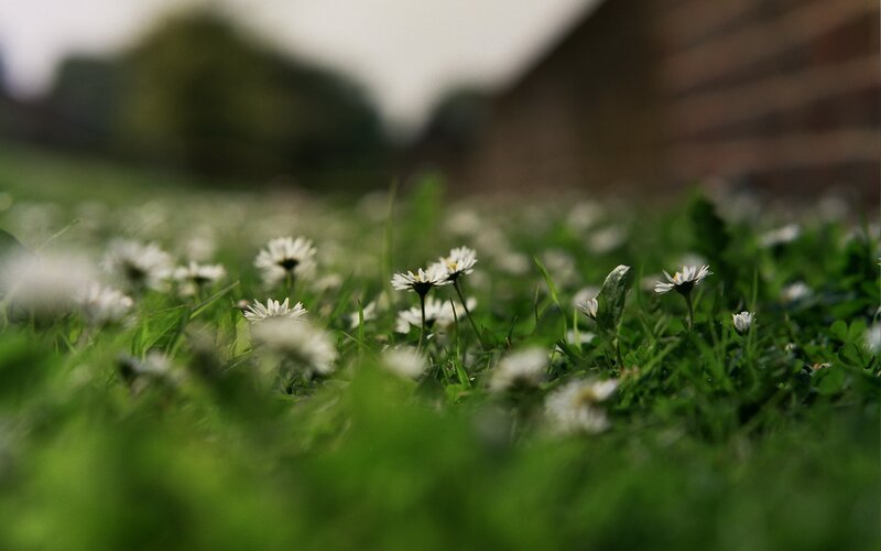 Daisies in a green field
