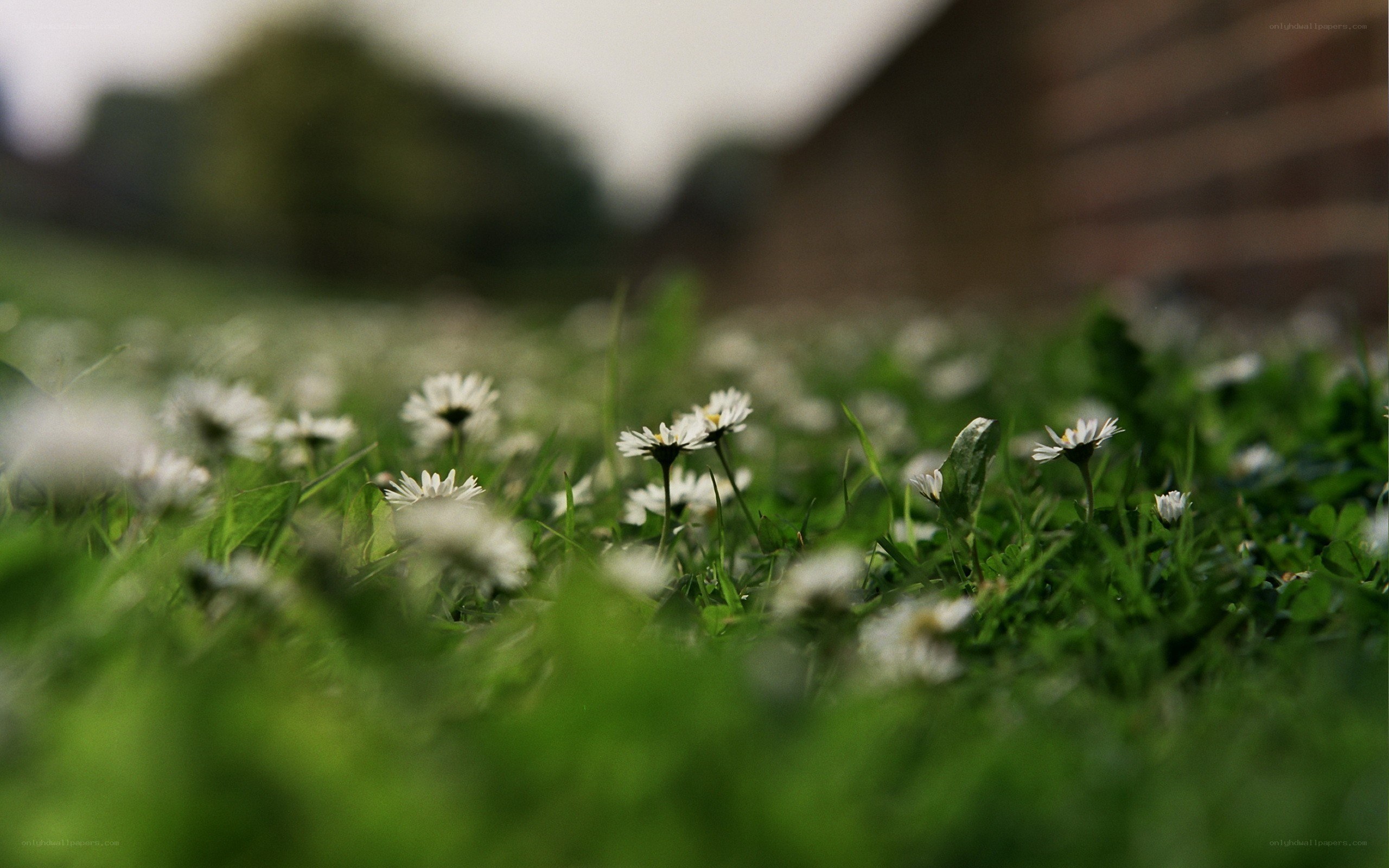 Daisies in a green field