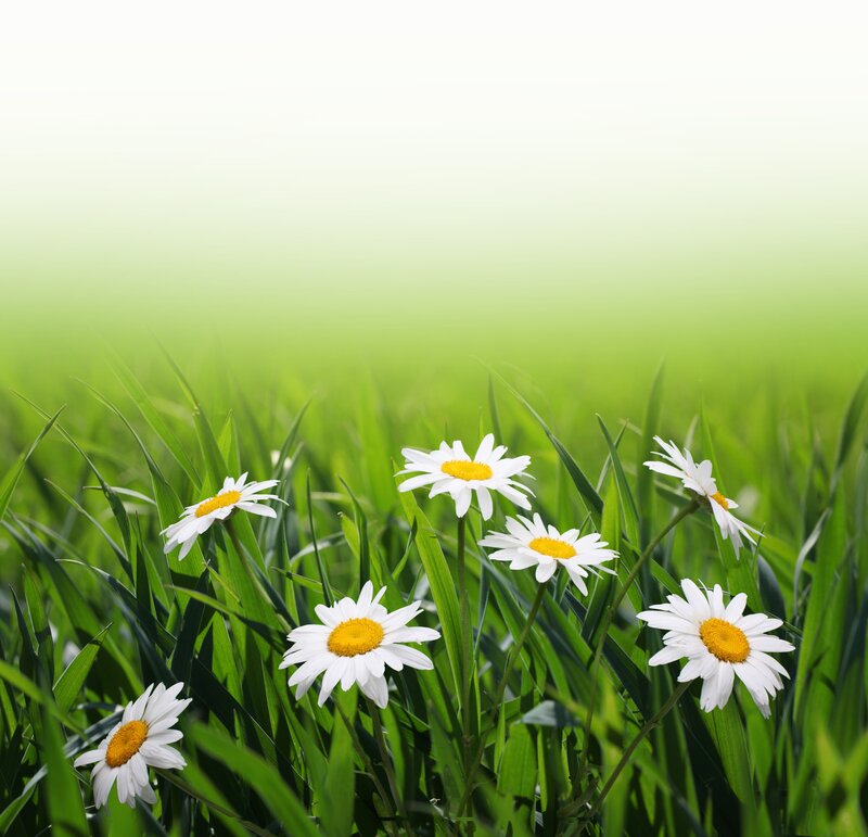 Daisies in a green field
