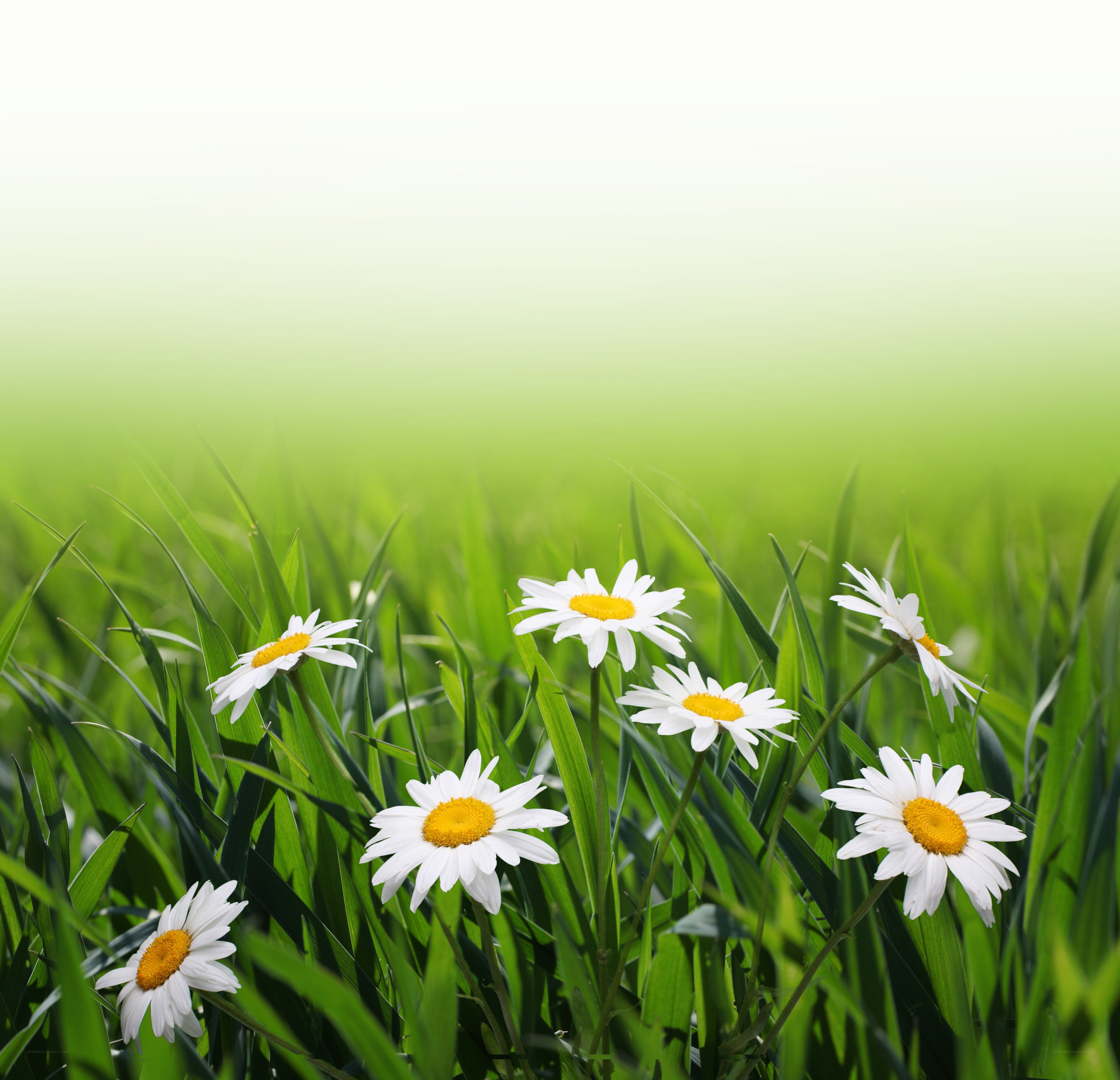 Daisies in a green field