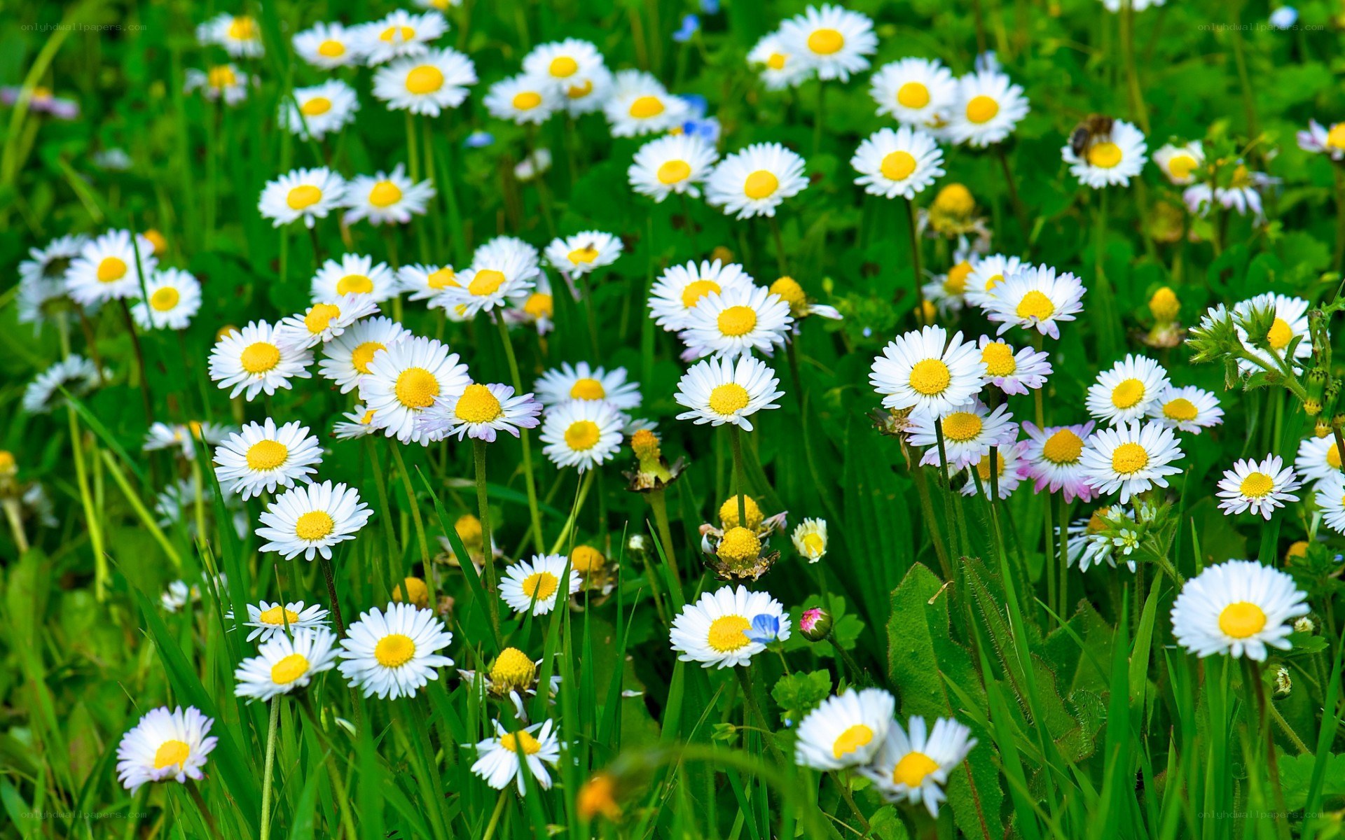 Daisies in a green field