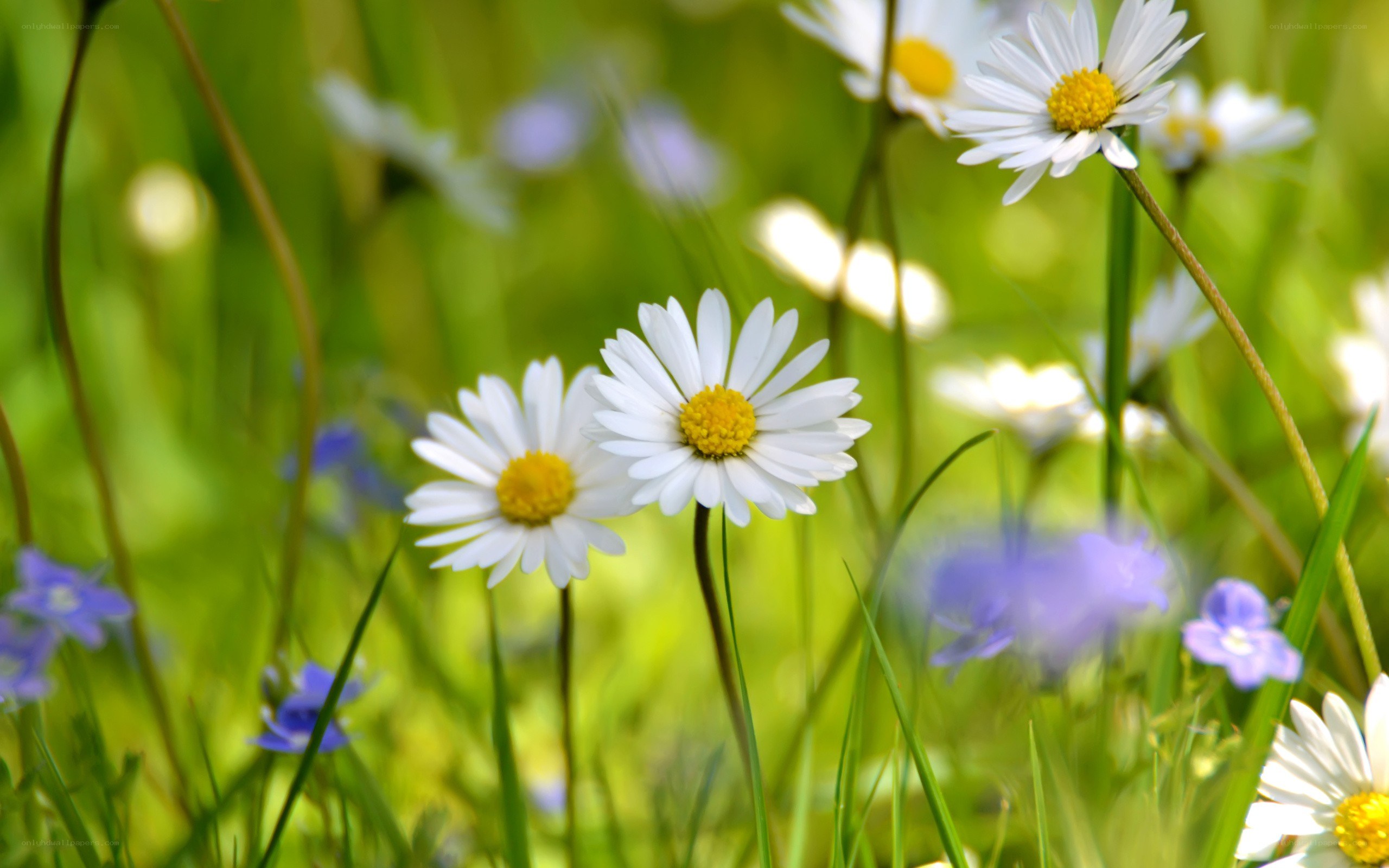 Daisies in a green field