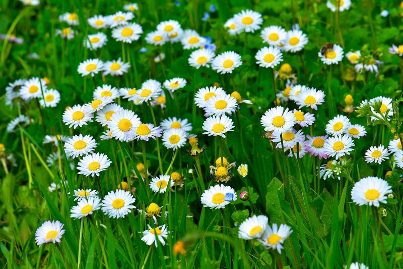 Daisies in a green field