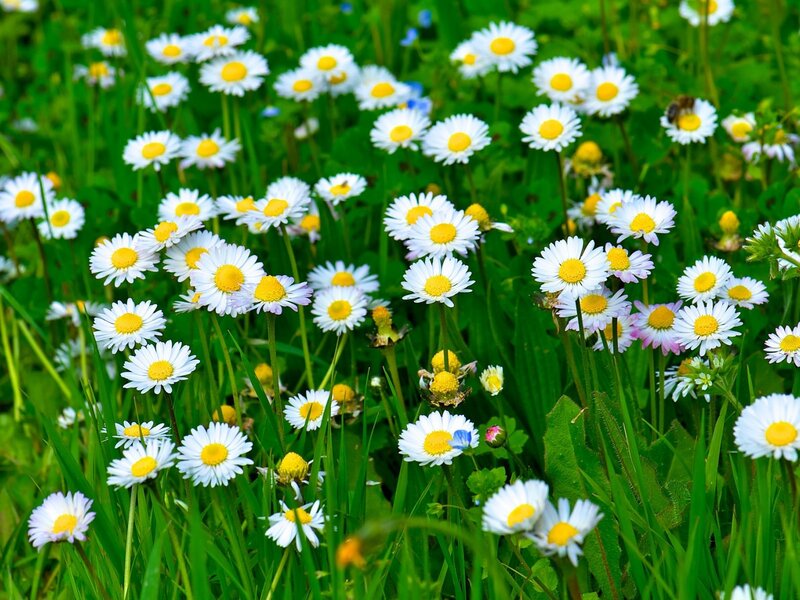 Daisies in a green field