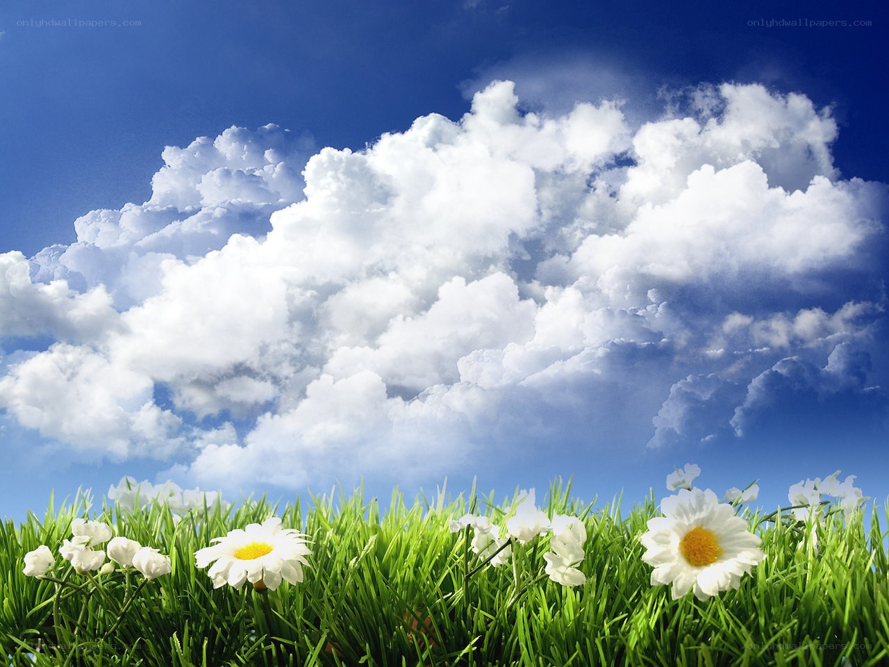 Daisies in a green field